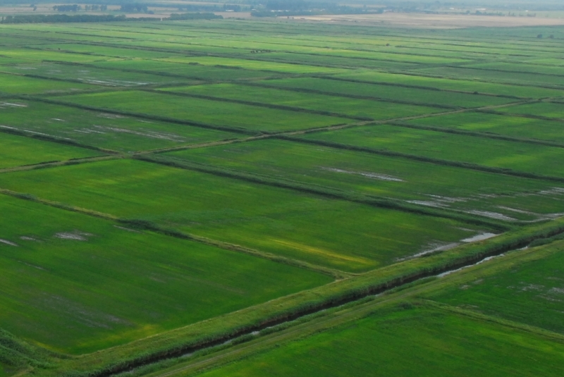 Один миллион тонн «белого золота» собрали на Кубани. Рекордный урожай риса!